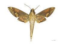 XYLOPHANES CHIRON